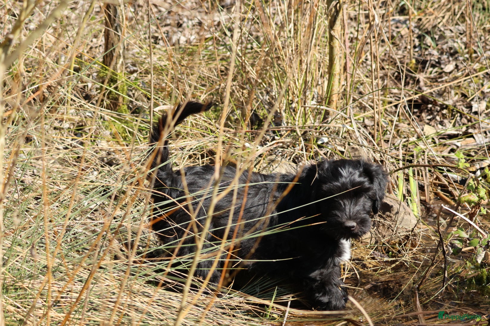 Nederlandse Schapendoes honden Lieve sociale schapendoespups beschikbaar - Advertentie 1