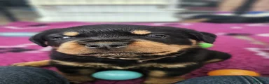 Rottweiler Puppy 3
