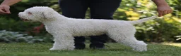 Lagotto Romagnolo honden te koop: Lagotto Romagnolo pups in Berkel en Rodenrijs - Advertentie 13