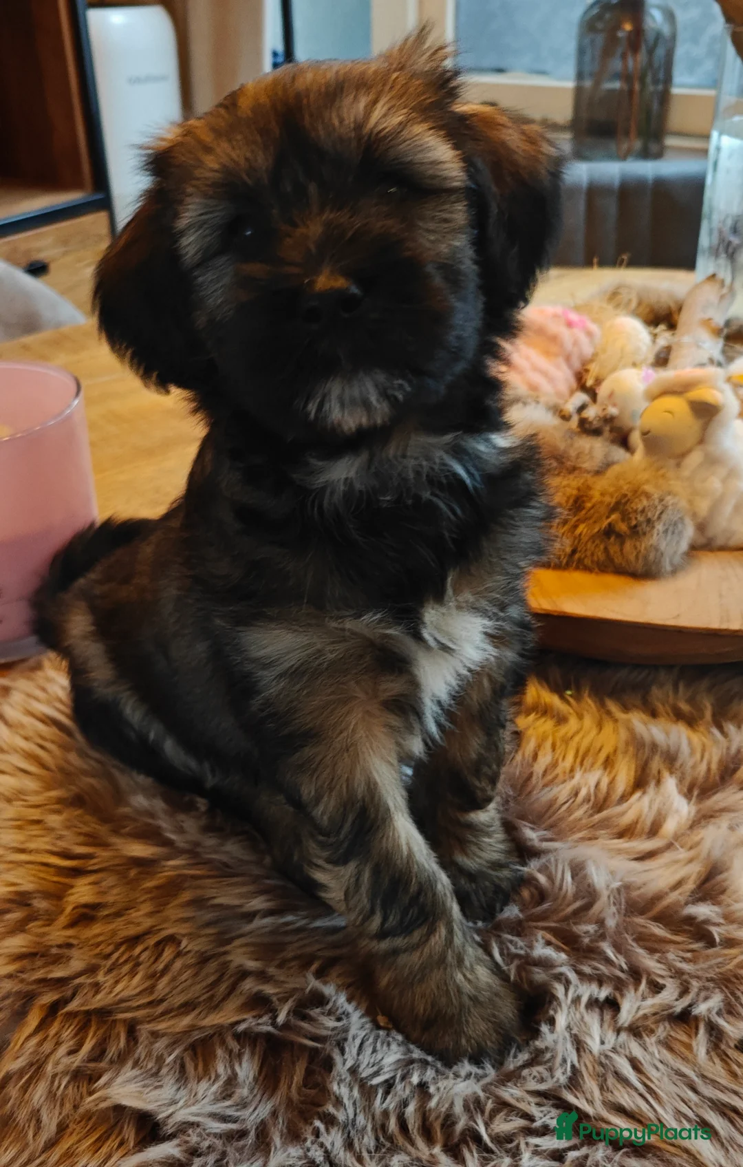 Tibetaanse Terriër honden te koop: 1 Tibetaanse Terriër pup beschikbaar  - Advertentie 4