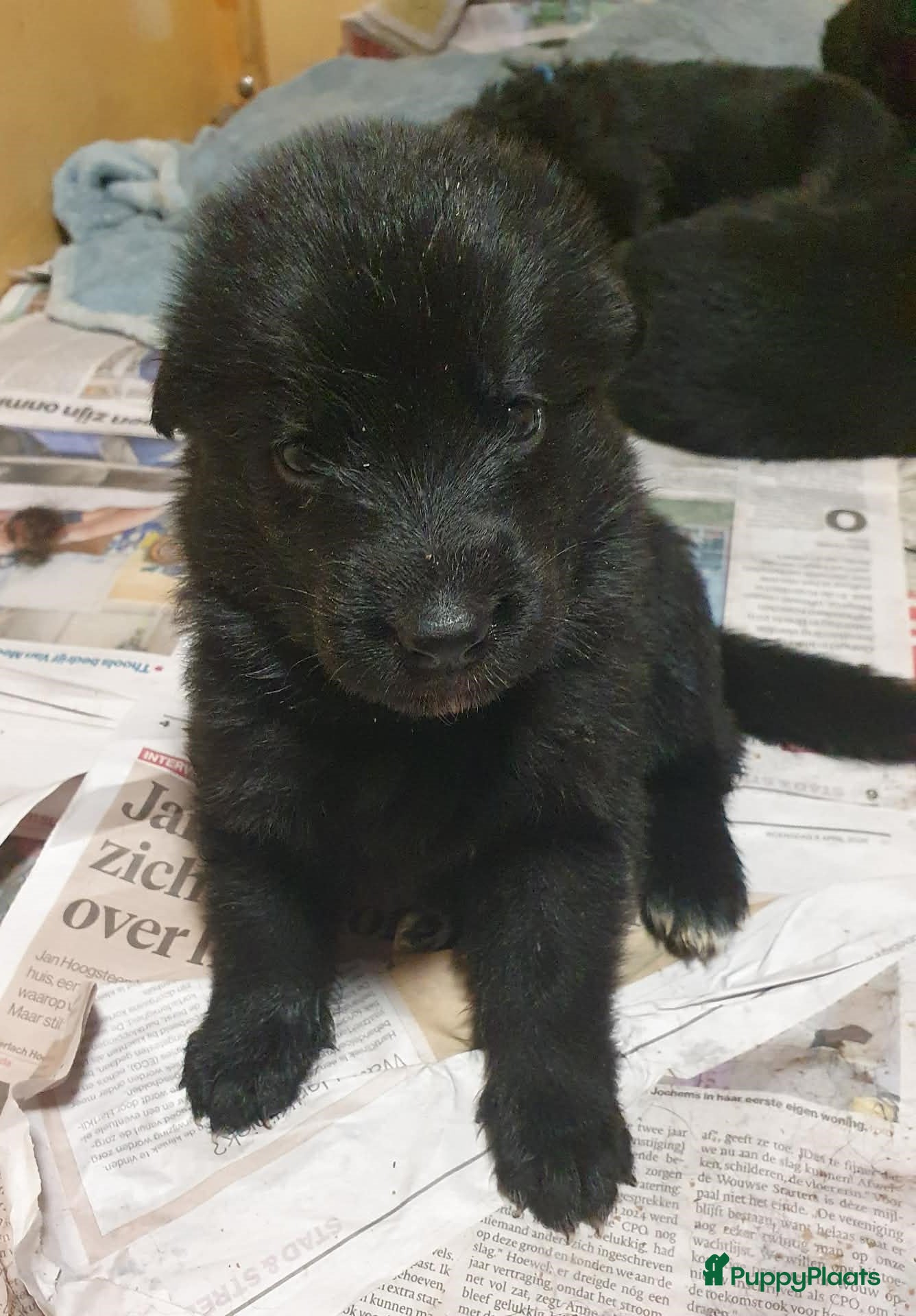 Duitse Herder honden Liefdevol gefokte Duitse Herder pups - Advertentie 1
