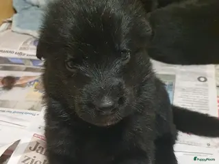Duitse Herder honden Liefdevol gefokte Duitse Herder pups - Advertentie 2