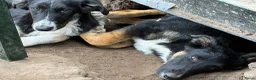 Kruising honden ter adoptie: Dexter - Advertentie 6