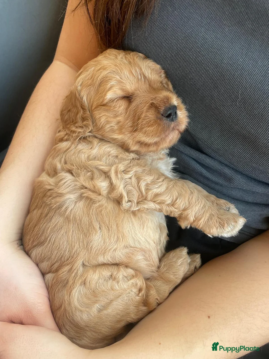 Kruising honden te koop: Goldendoodle x Australische labradoodle pups - Advertentie 7