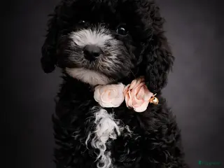 Australian Labradoodle honden MOGEN VERHUIZEN!! Australian labradoodle pups 🩷💙 - Advertentie 1