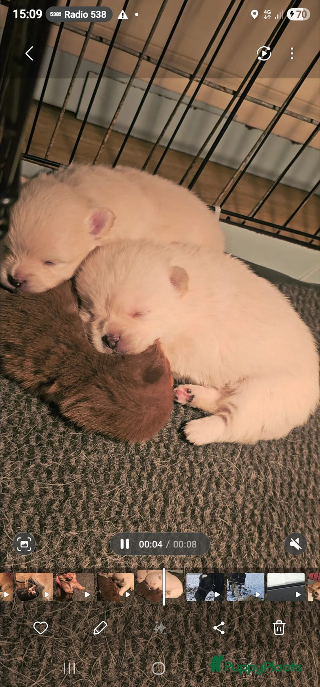 Pomchi honden te koop: SUPERSCHATTIGE POMCHIBEERTJES❤️2 REUTJES 1 TEEFJE  - Advertentie 7