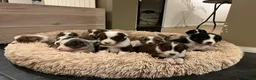 Australian Shepherd honden te koop: Nog 4 Australische Herder pups beschikbaar! - Advertentie 4