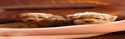 Kruising honden te koop: Kleine poedel pups (toypoedel x dwergpoedel) - Advertentie 15