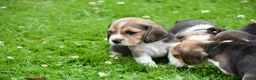 Beagle honden te koop: Prachtige Beagle pups  - Advertentie 28