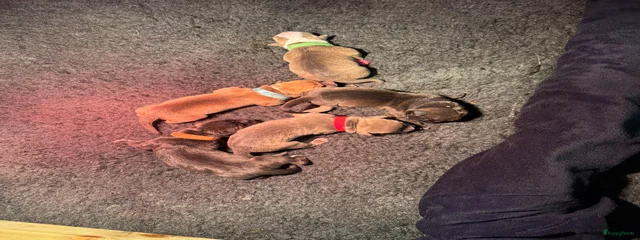 young puppies