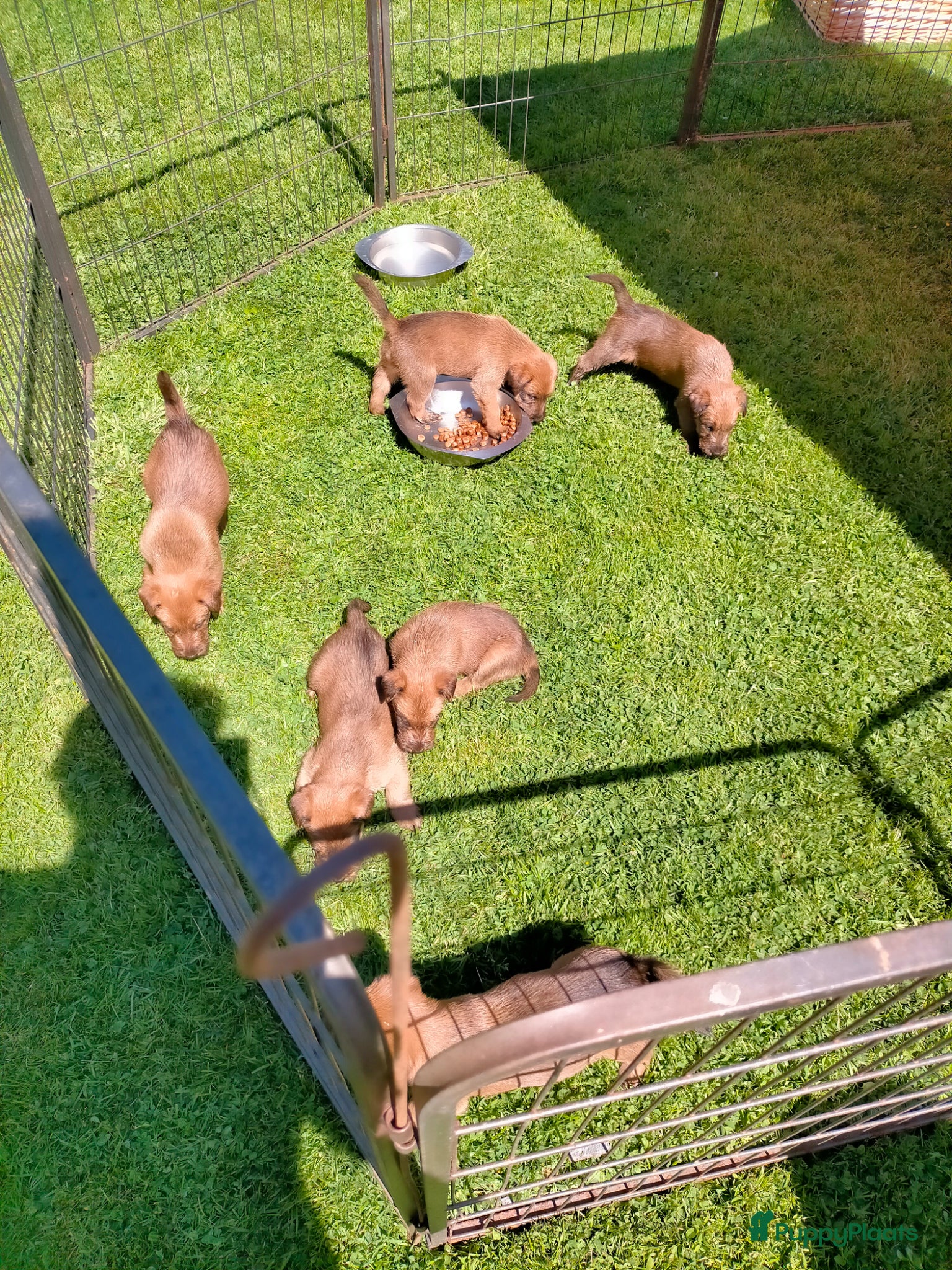 Ierse Terriër honden te koop: Ierse Terriër pups - Advertentie 6