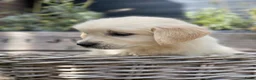 Golden Retriever honden te koop: Golden retriever pups - Advertentie 7