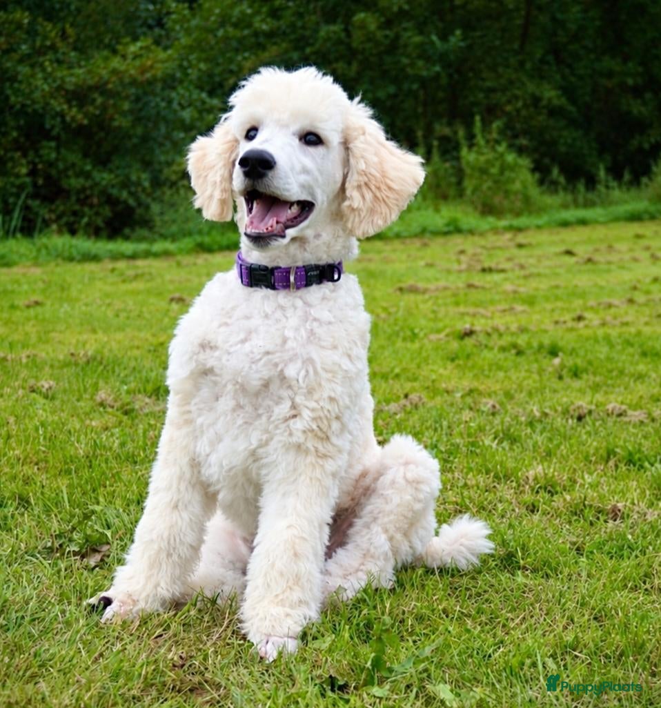 Labradoodle honden Labradoodle pups | DNA-geteste ouderdieren - Advertentie 2