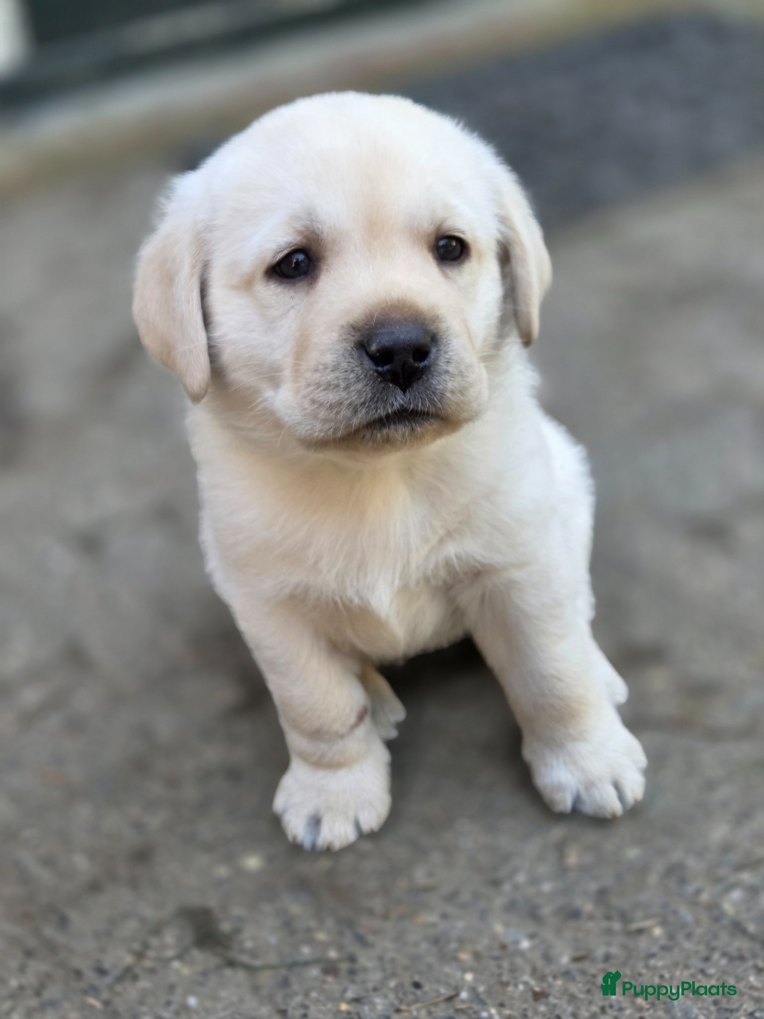 Labrador Retriever honden 3 reuen beschikbaar - Advertentie 11