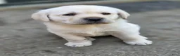 Labrador Retriever honden te koop: Alles gereserveerd - Advertentie 1