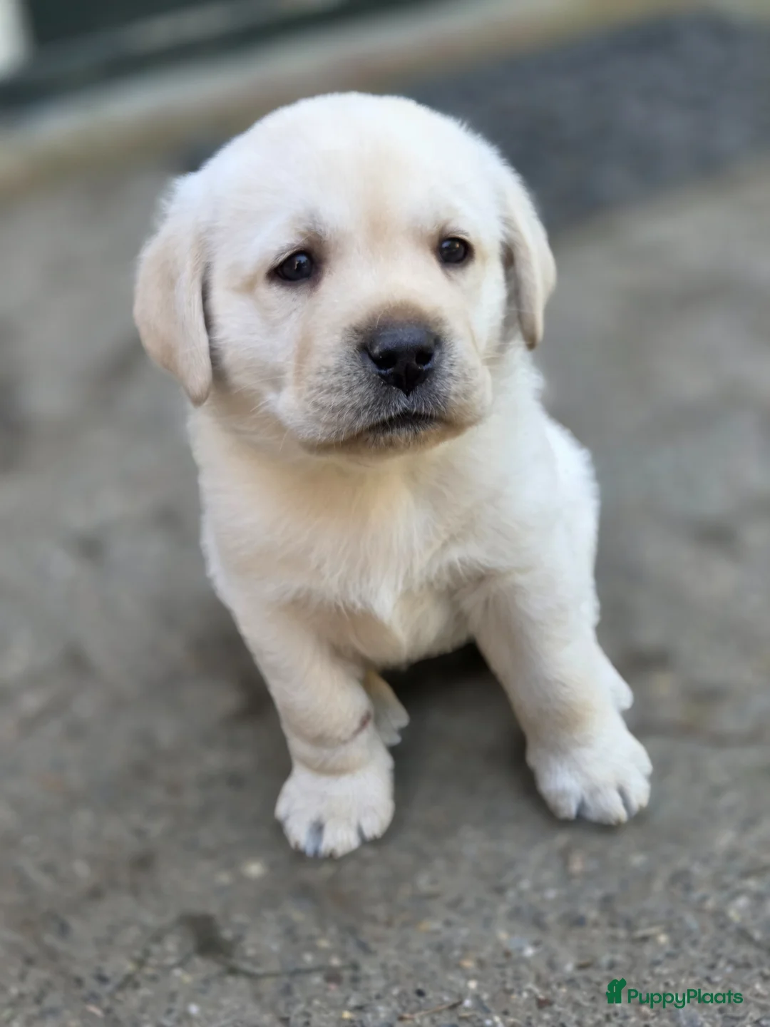 Labrador Retriever honden te koop: Alles gereserveerd - Advertentie 1