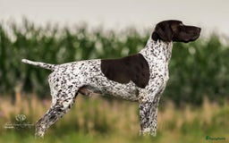 Duitse Staande Hond Korthaar honden te koop: 6 prachtige pups korthaar Duitse Staande  in Oene - Afbeelding 9