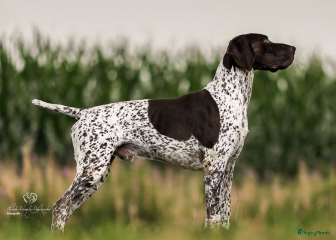Duitse Staande Hond Korthaar honden te koop: 6 prachtige pups korthaar Duitse Staande  in Oene - Afbeelding 9