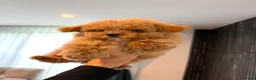 Maltipoo honden te koop: Maltipoo reutje super mooi, uit geteste ouders - Advertentie 5
