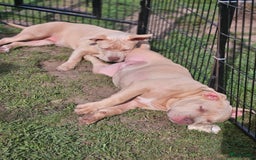 Amerikaanse Bully honden te koop: 2 leuke, teefjes met een zacht karakter .  - Afbeelding 1