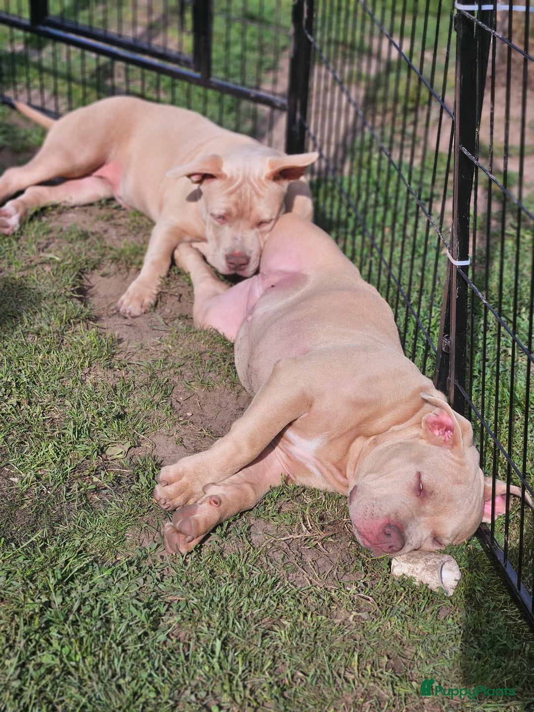 Amerikaanse Bully honden te koop: 2 leuke, teefjes met een zacht karakter .  - Afbeelding 1