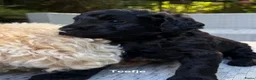 Labradoodle honden te koop: Labradoodle pups  - Advertentie 4