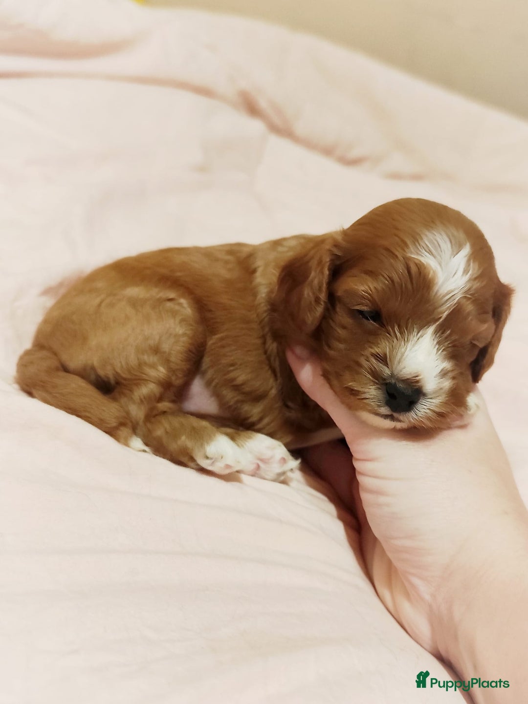 Cavapoo honden te koop: Prachtige cavapoo pups - Advertentie 4