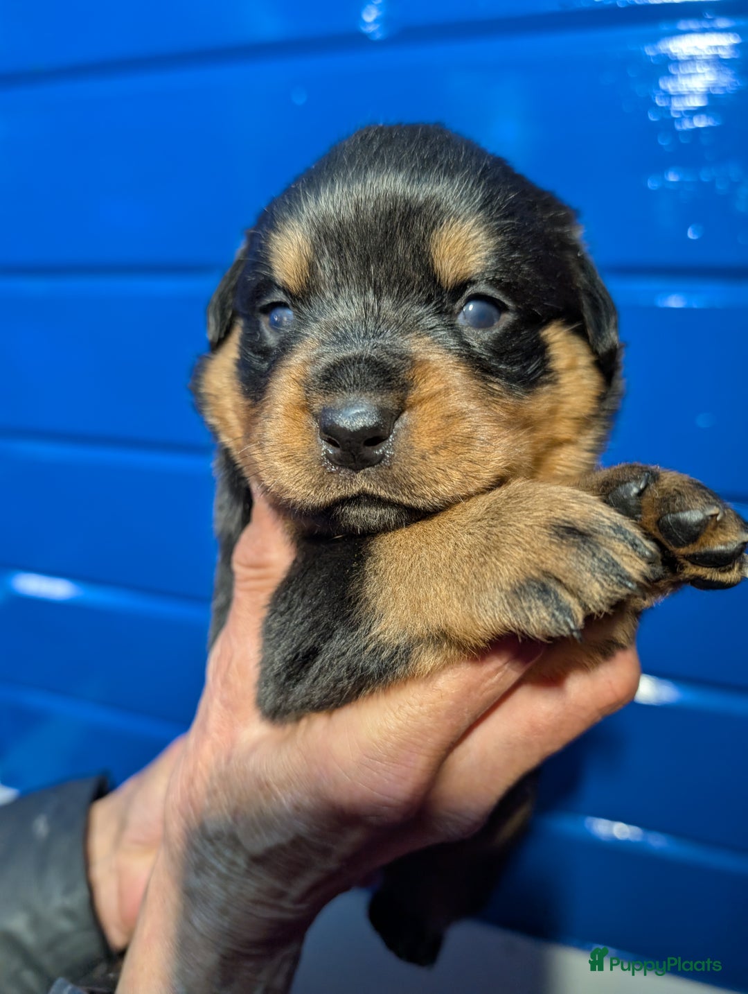 Rottweiler honden te koop: Zeer mooie rottweiler pups   - Advertentie 25