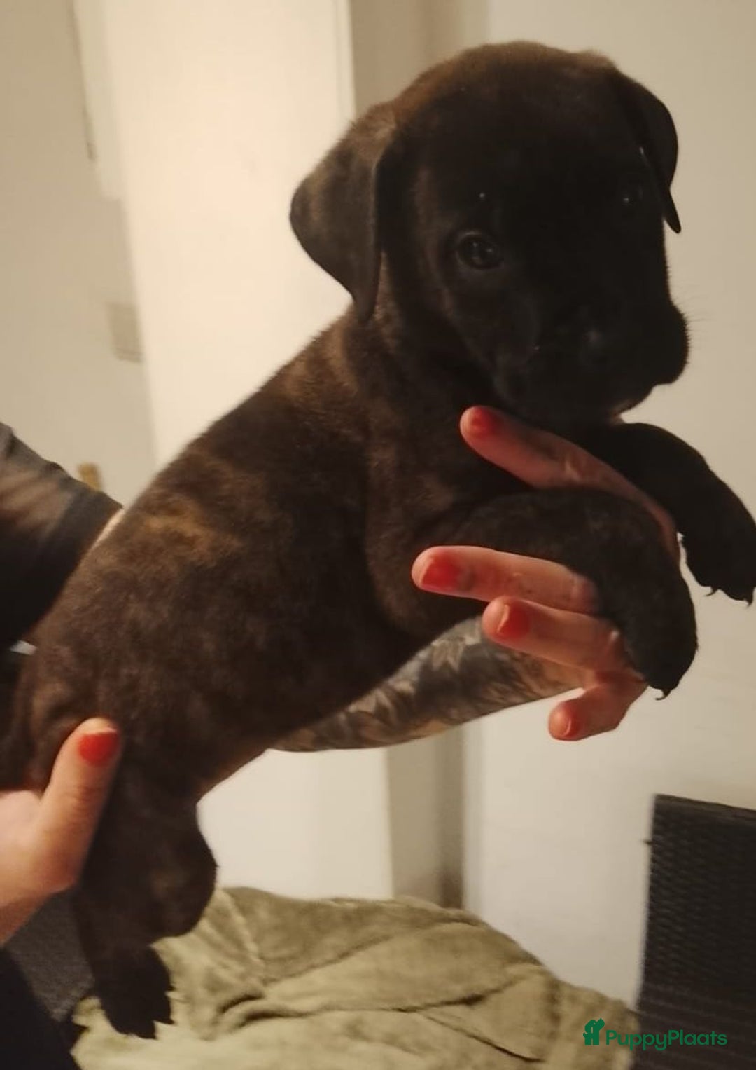 Kruising honden te koop: Nog3 teefjes,en 4 reutjes Pressa/Fila brasileiro  - Advertentie 6