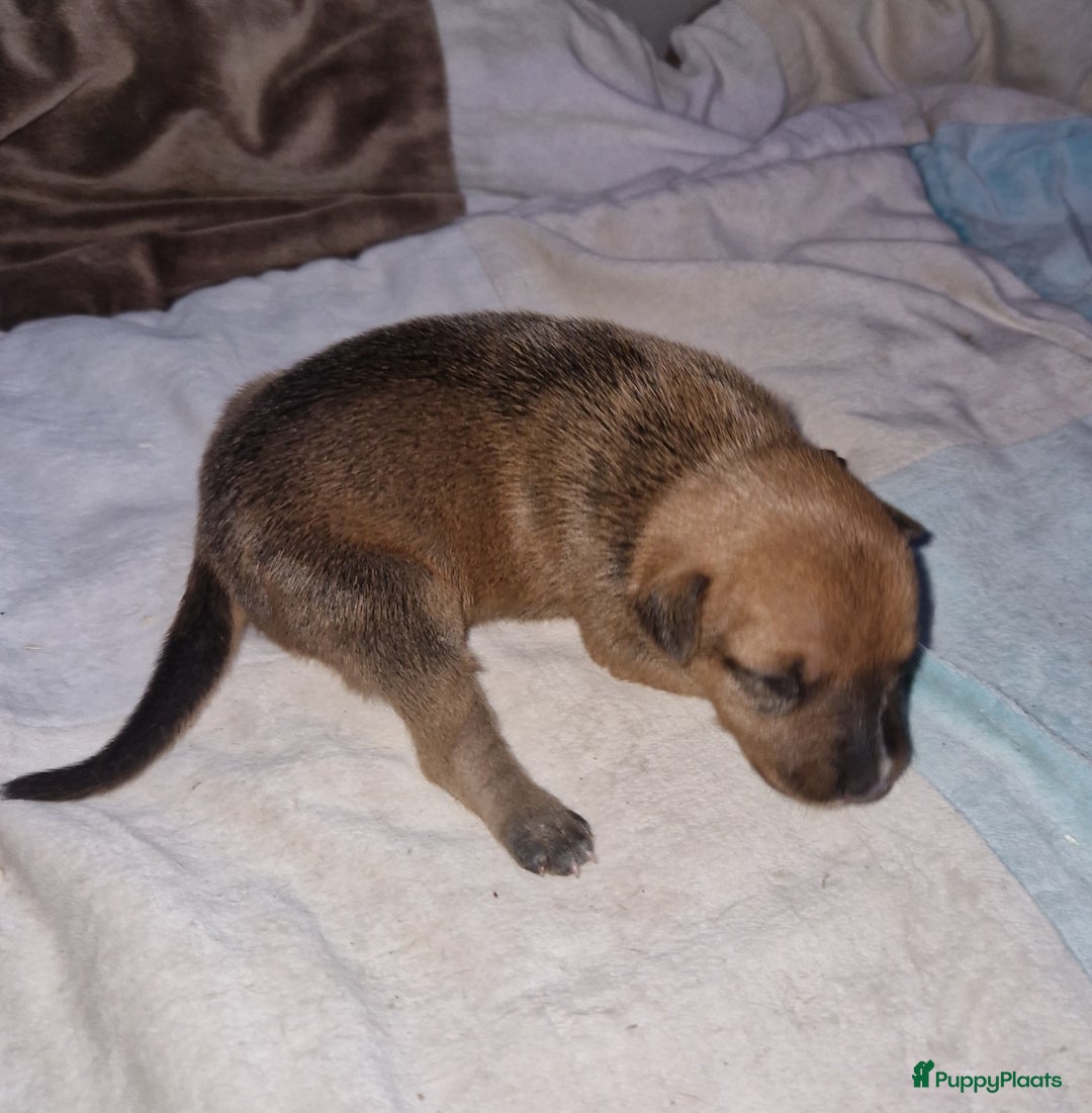 Dwergpinscher honden te koop: Dwergpinchers puppy's  - Advertentie 10