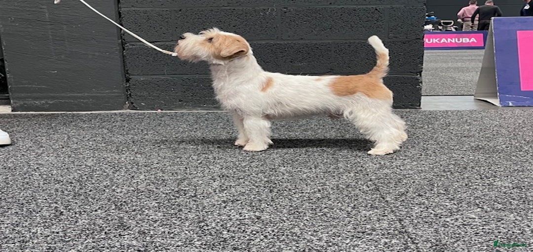 Galerij afbeelding {{count}}