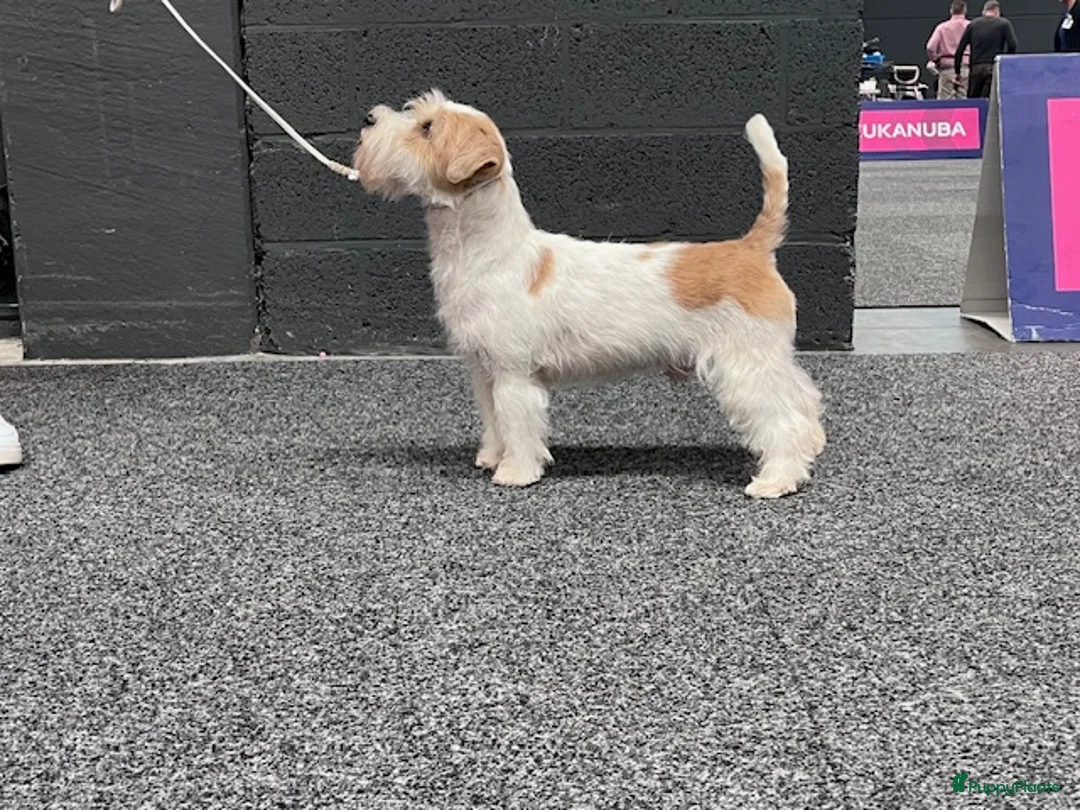 Galerij afbeelding {{count}}