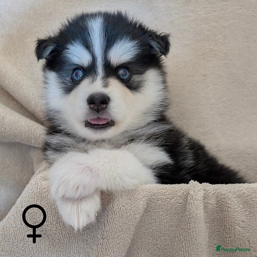 Pomsky honden te koop: Prachtige pomskypups  - Afbeelding 6