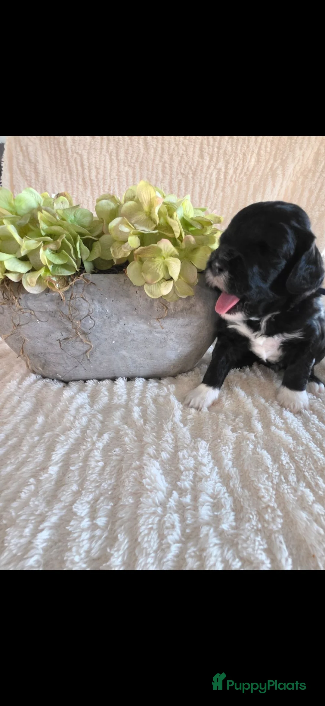 Labradoodle honden te koop: Mooie kleine labradoodles - Advertentie 2