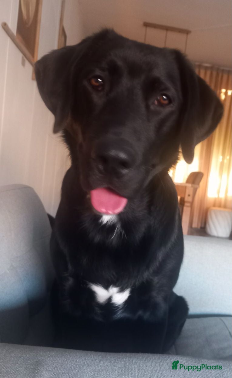 Kruising honden 3Luik Luna! - Advertentie 3