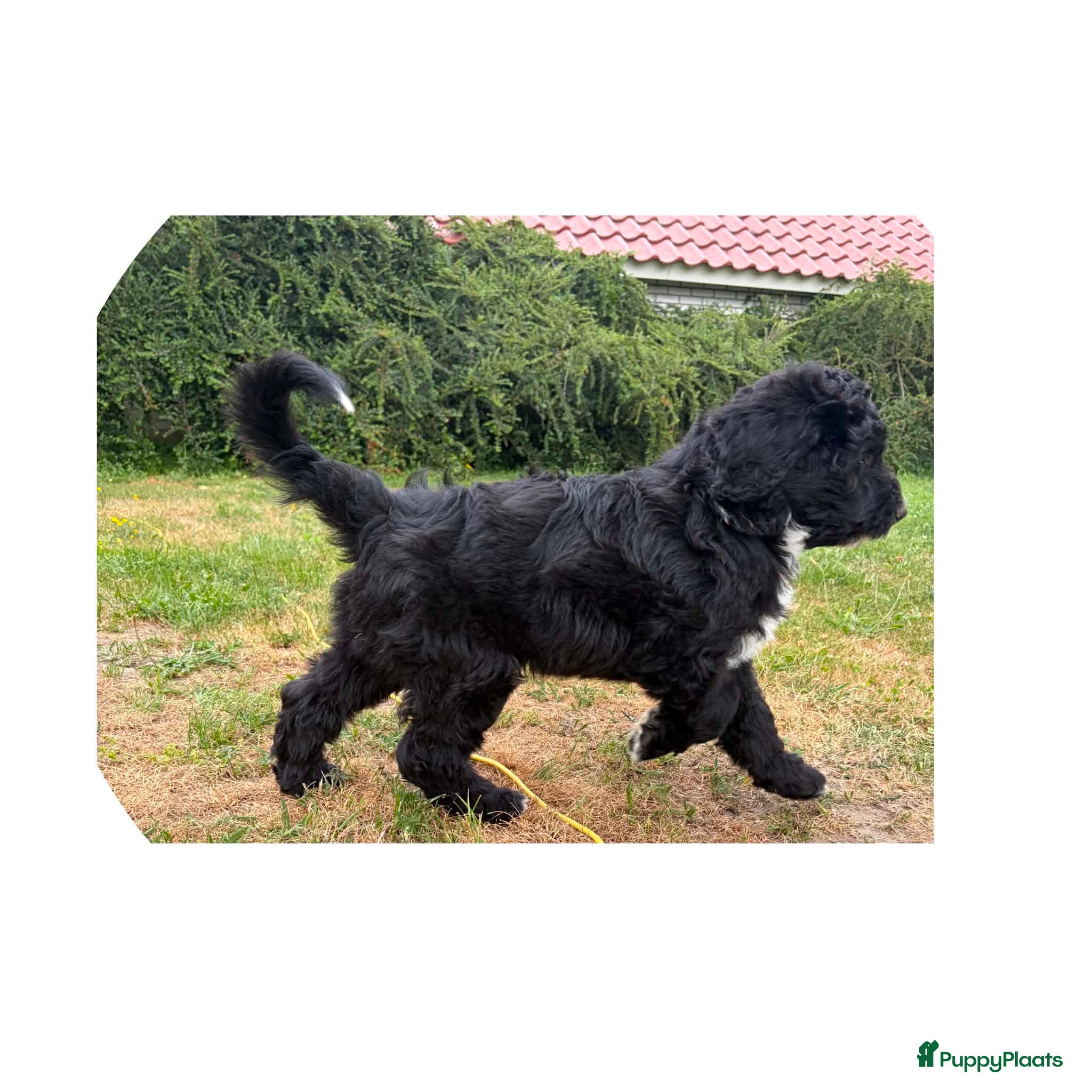 Bernedoodle honden unieke Bernedoodle pups - Advertentie 1