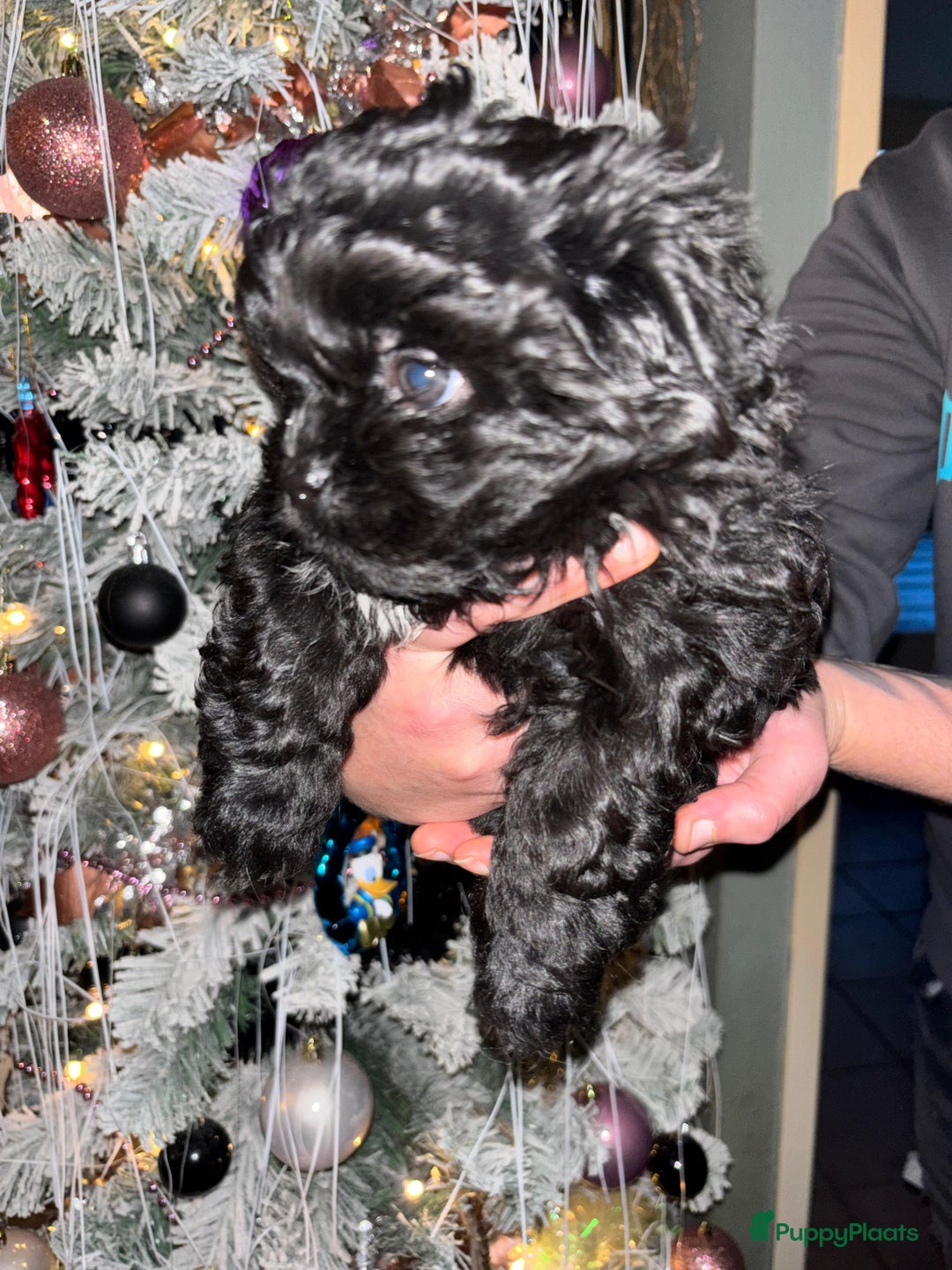 Kruising honden te koop: Puppie - Advertentie 2