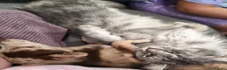 Pomchi honden te koop: Lieve pup zoek huisje  - Advertentie 4