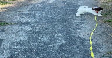 Maltipoo honden - Advertentie 15