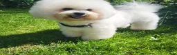 Bichon Frisé honden te koop: Koningshond: Bichon Frisé - Advertentie 7