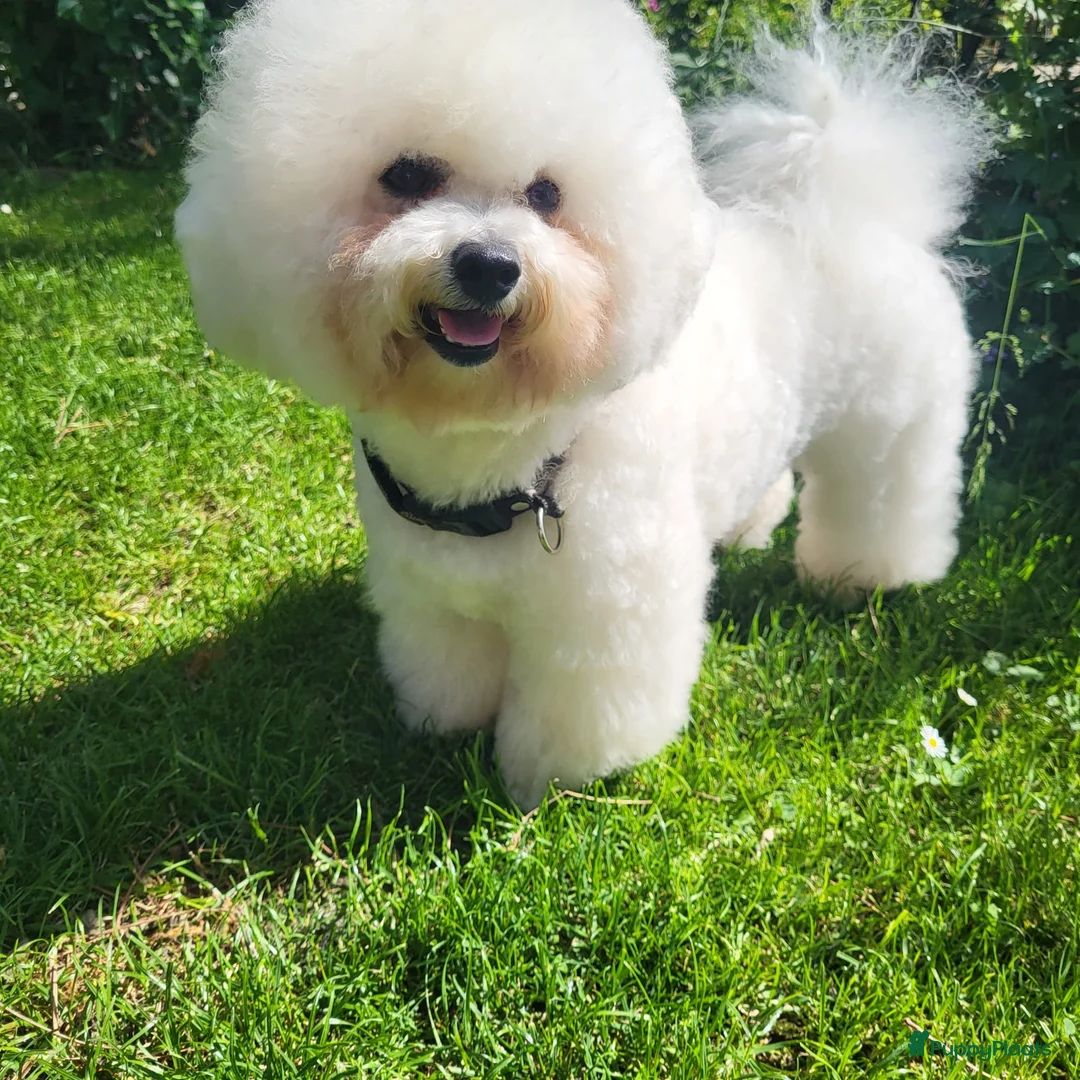Bichon Frisé honden te koop: Koningshond: Bichon Frisé - Advertentie 7