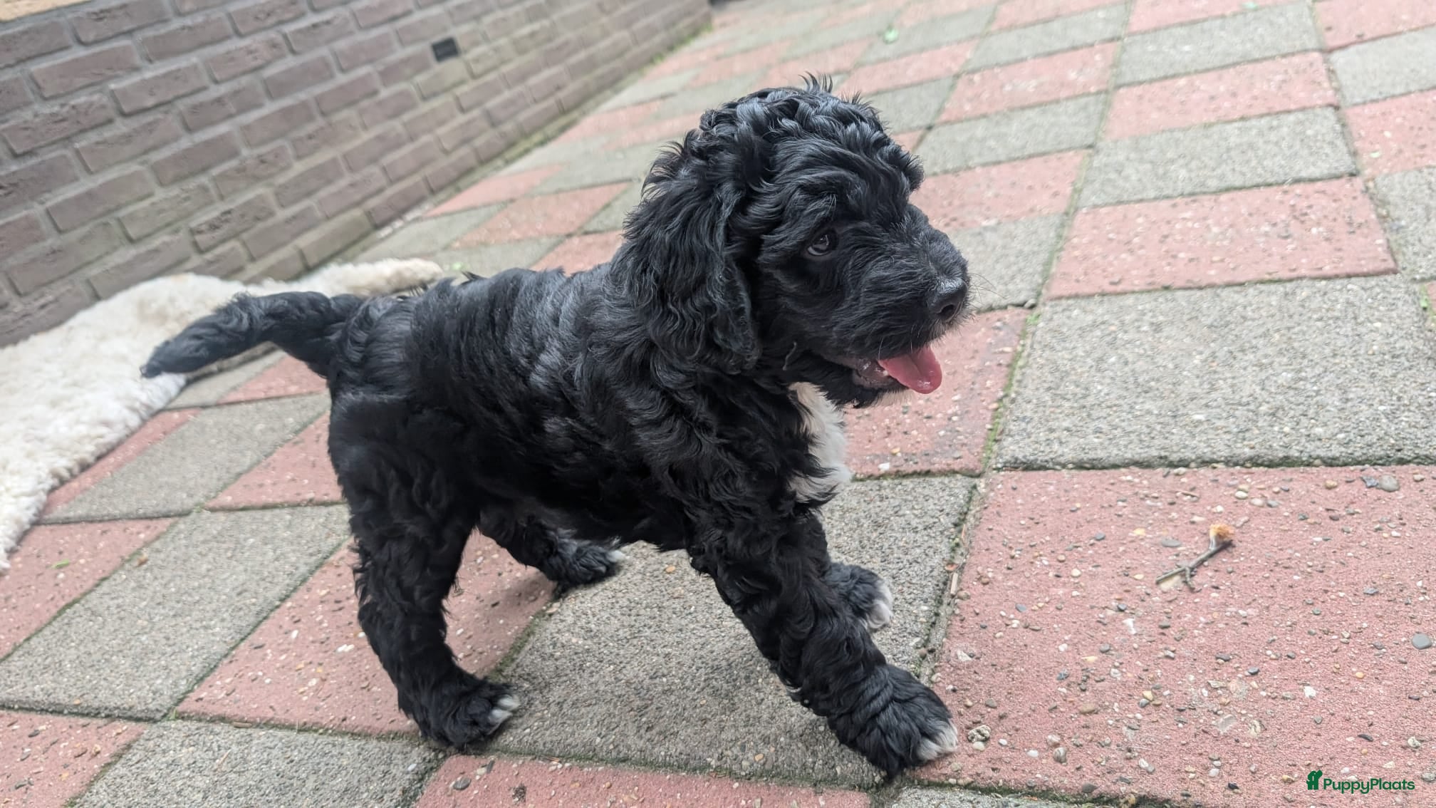 Bernedoodle honden te koop: Bernedoodle pups (Koningspoedel x Berner Sennen) in Nunspeet - Advertentie 9