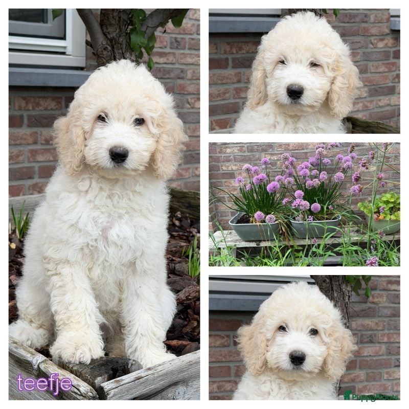 Labradoodle honden Labradoodle pups. +/- 45 cm - Advertentie 1