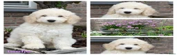 Labradoodle honden te koop: Labradoodle pups. +/- 45 cm - Advertentie 1