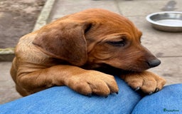 Rhodesian Ridgeback honden te koop: "Prachtige kruising Rhodesians"  in Bavel - Afbeelding 19