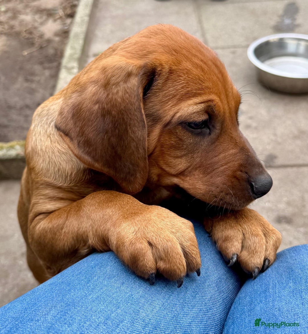 Rhodesian Ridgeback honden te koop: "Prachtige kruising Rhodesians"  in Bavel - Afbeelding 19
