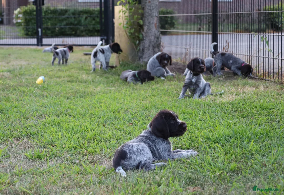 Duitse Staande Hond Draadhaar honden te koop: Prachtige Duitse Staande Draadhaar pups in Reusel - Advertentie 1