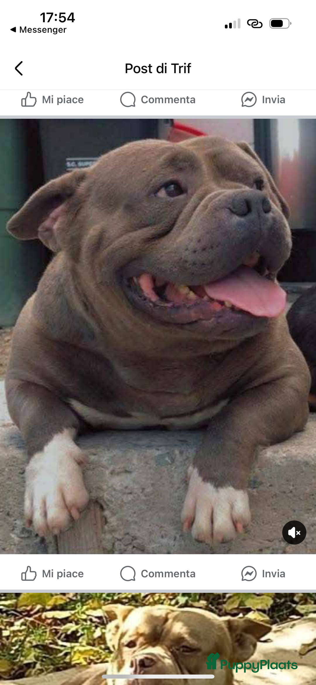 Amerikaanse Bully honden te koop: Amerikaanse Bully-puppy's  - Advertentie 8