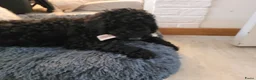 Australian Labradoodle honden te koop: Australian Labradoodle-teefje uit geteste ouders  - Advertentie 7