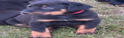 Beauceron honden te koop: Beauceron pups - Advertentie 10